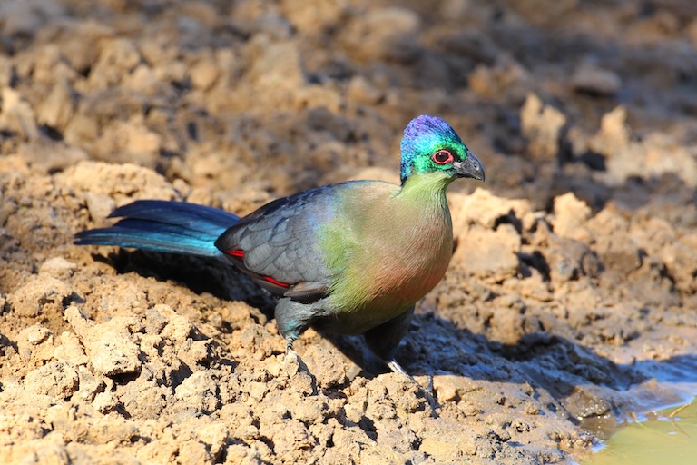 purple crested turaco on the ground