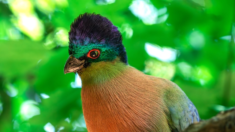 purple crested turaco profile
