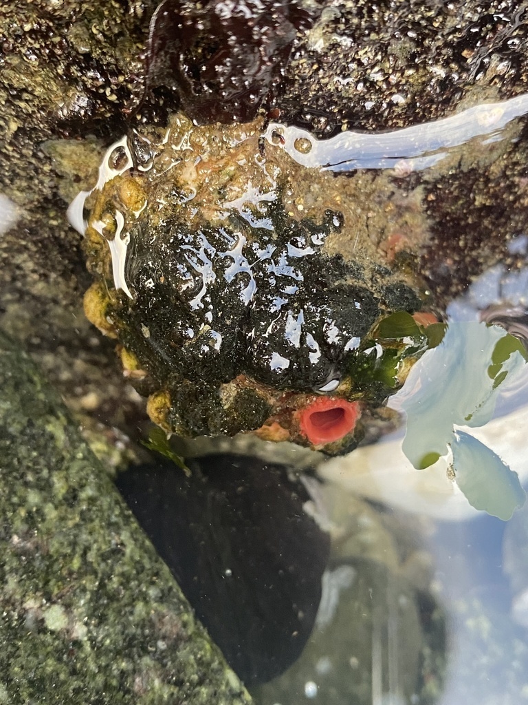 pyura chilensis in water