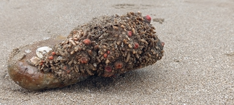 pyura chilensis on the beach