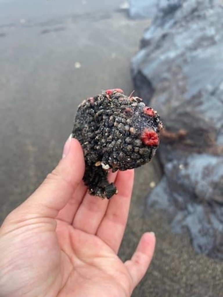 a small pyura chilensis
