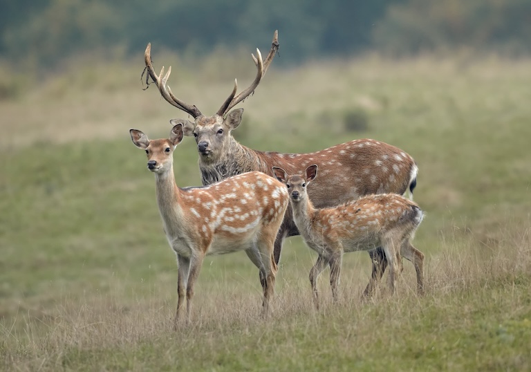 sika deer herd
