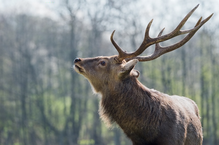 sika deer portrait