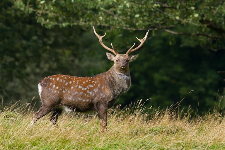 sika deer profile