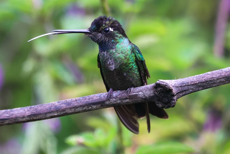 sword billed hummingbird beak