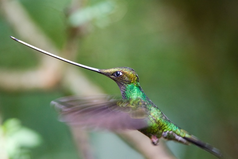 sword billed hummingbird fly
