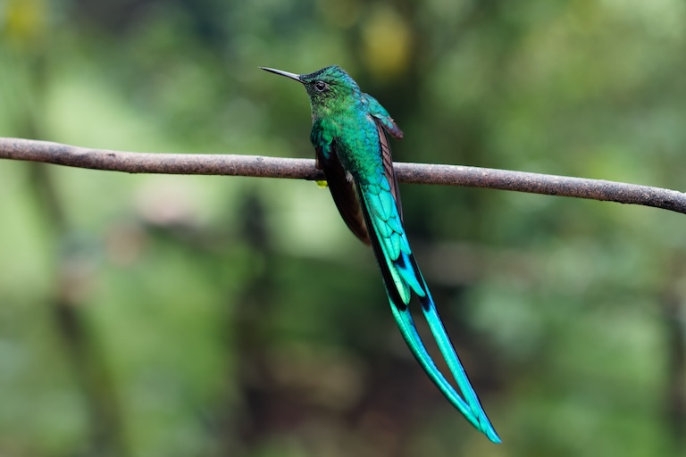 sword billed hummingbird perch