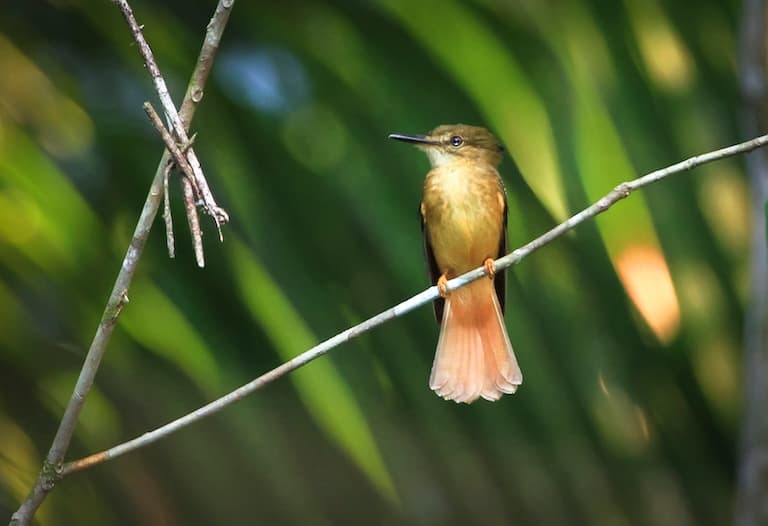 Tropical Royal Flycatcher looking around