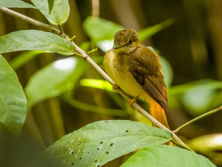 Tropical Royal Flycatcher resting on a tree branch