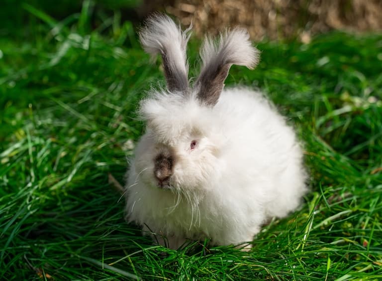 Angora Rabbit resting in the grass
