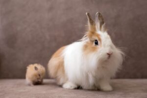 Angora Rabbit Classification Angora Rabbit Facts - Fact Animal