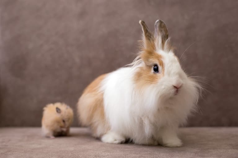 Angora Rabbit and little one