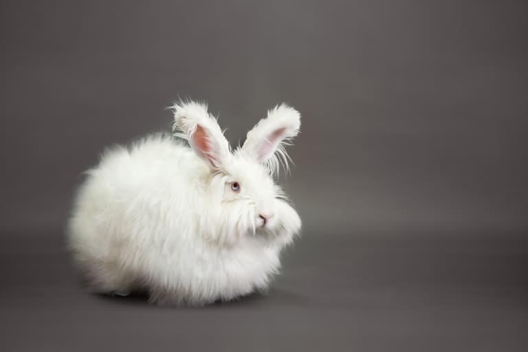 Angora Rabbit profile