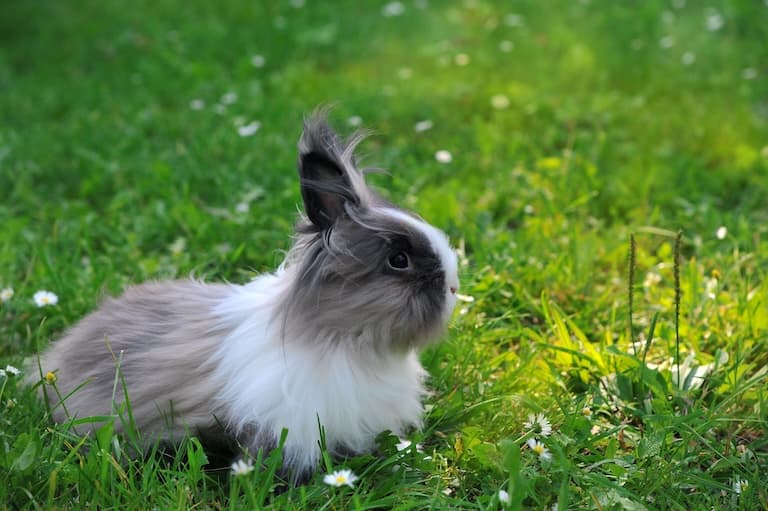 Angora Rabbit sitting in the green field
