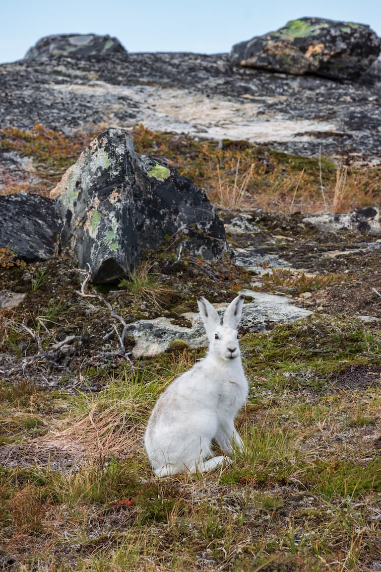 Arctic Hare looking around