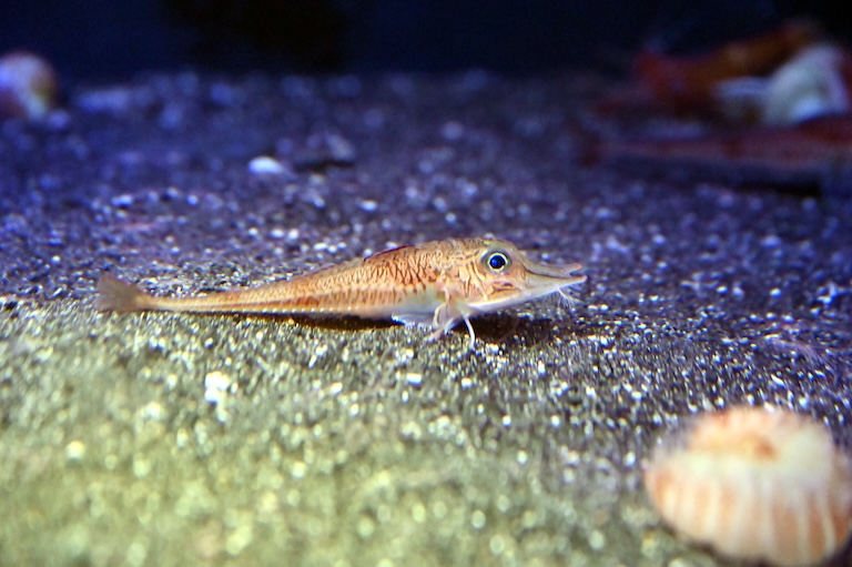 Armoured Sea Robin at the sea bottom