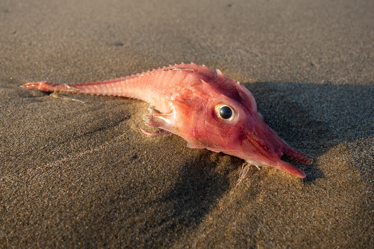 Armoured Sea Robin profilr