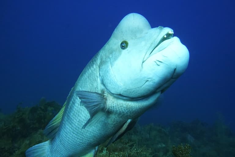 Asian Sheepshead Wrasse profile