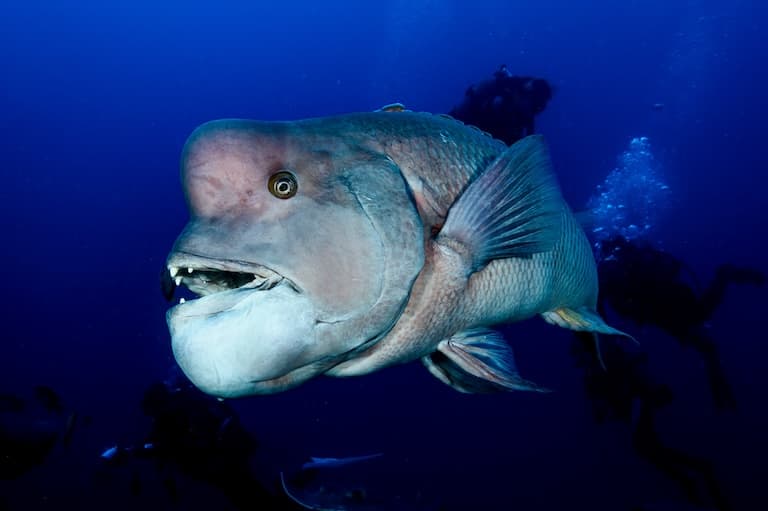 Asian Sheepshead Wrasse swimming