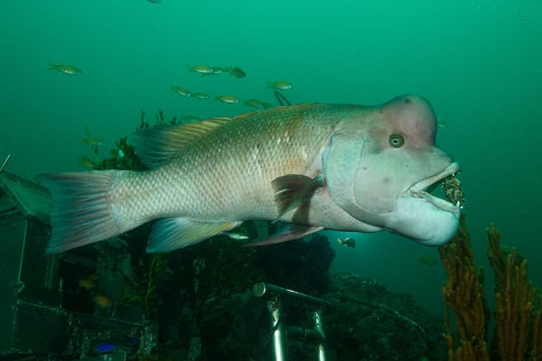 Asian Sheepshead Wrasse under the sea