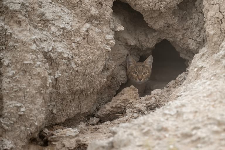 Asiatic Wildcat in a cave in the desert