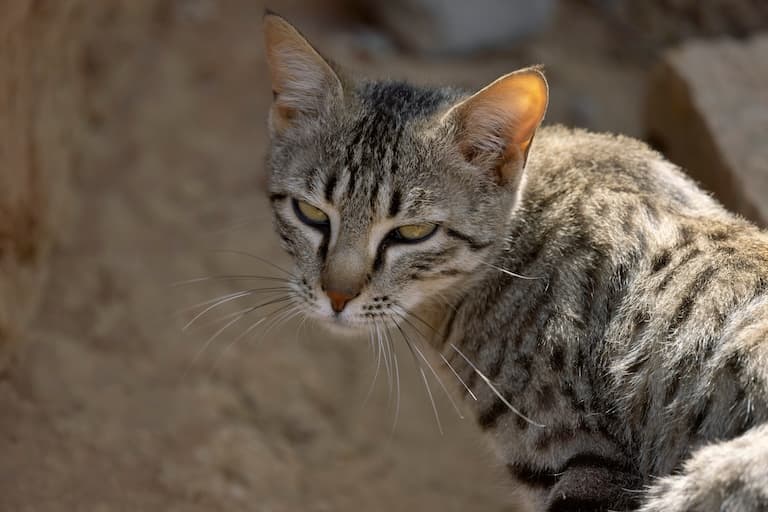 Asiatic Wildcat gazing at the camera