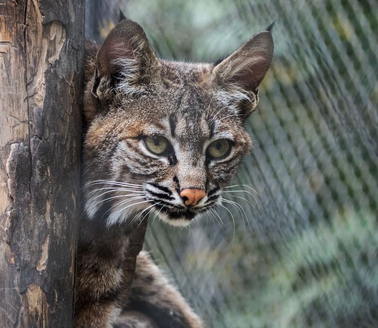 Asiatic Wildcat profile