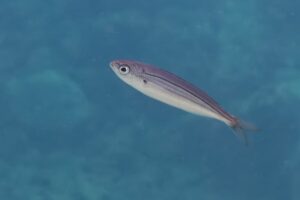 Boops Boops Facts - Fact Animal