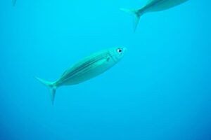 Boops Boops Facts - Fact Animal