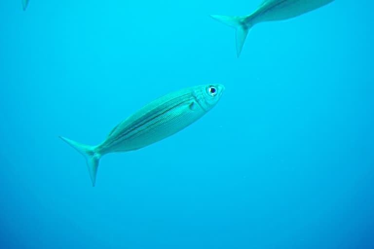Boops Boops swimming up the sea