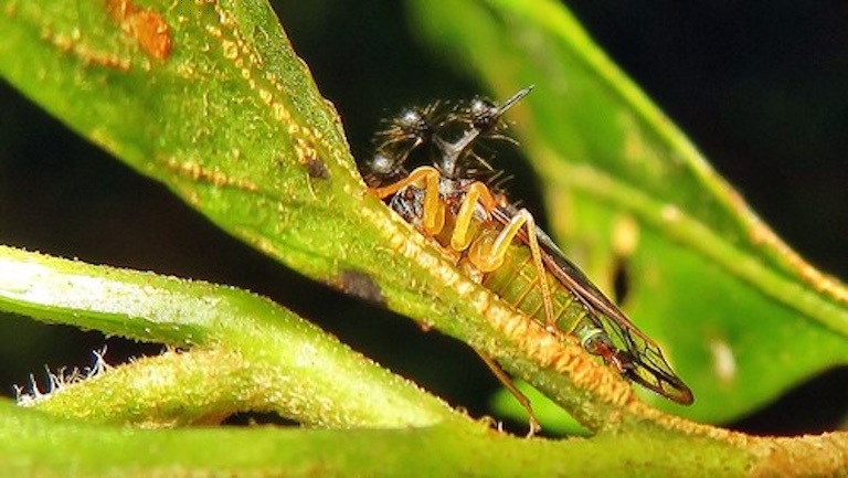 Brazilian treehopper on a plant