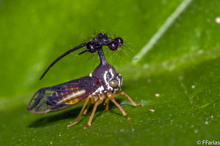 Brazilian treehopper close-up