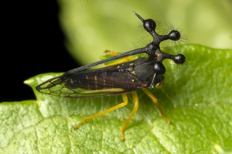Brazilian treehopper profile