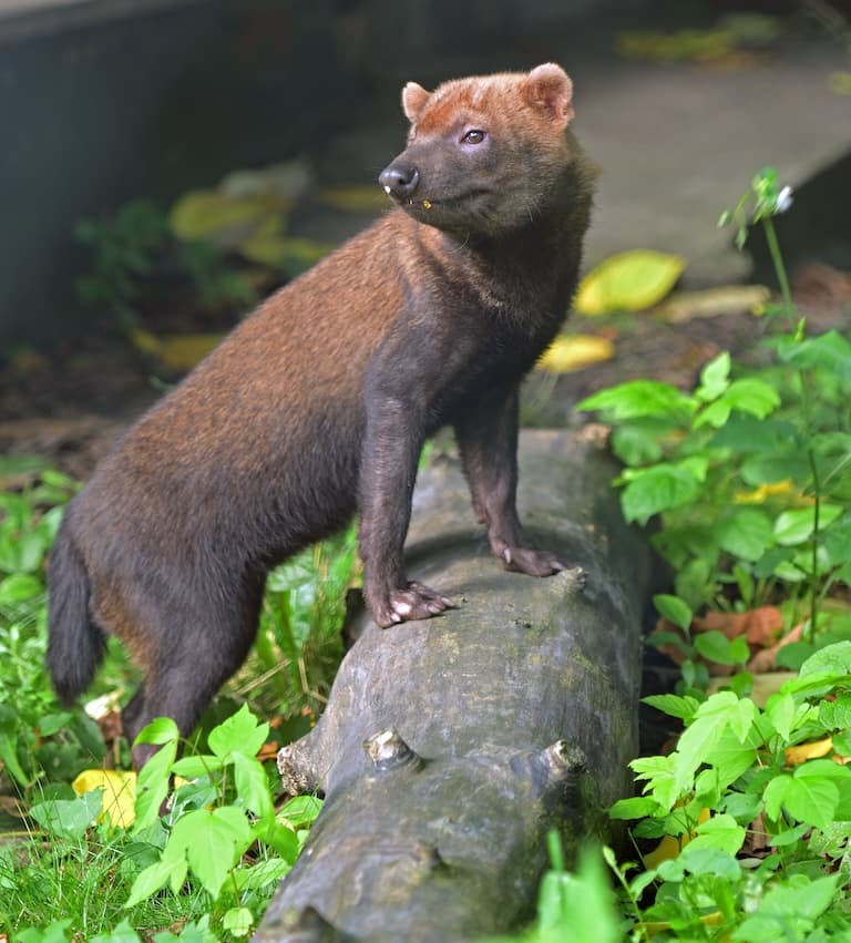 Bush dog in the bush