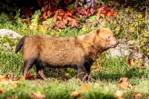 Bush Dog Facts - Fact Animal