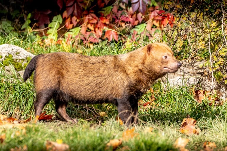 Bush dog gazing