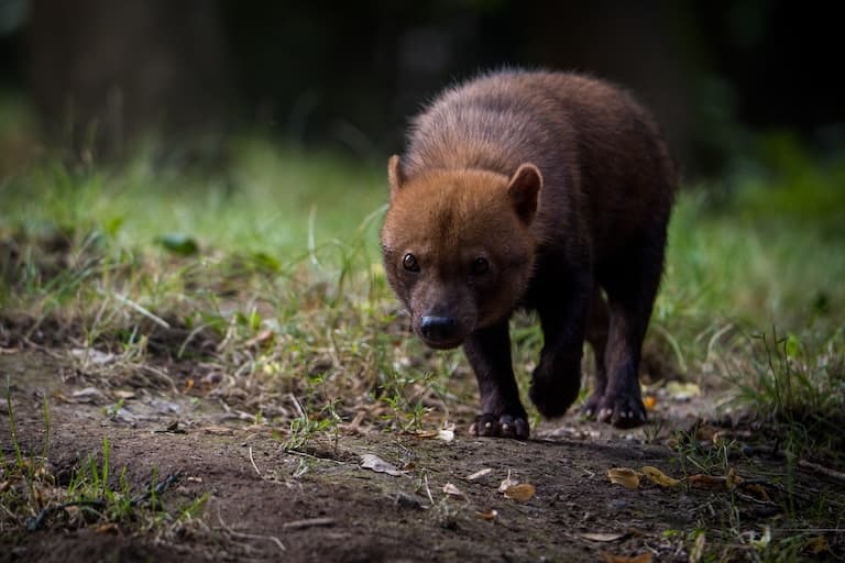 Bush dog taking a walk