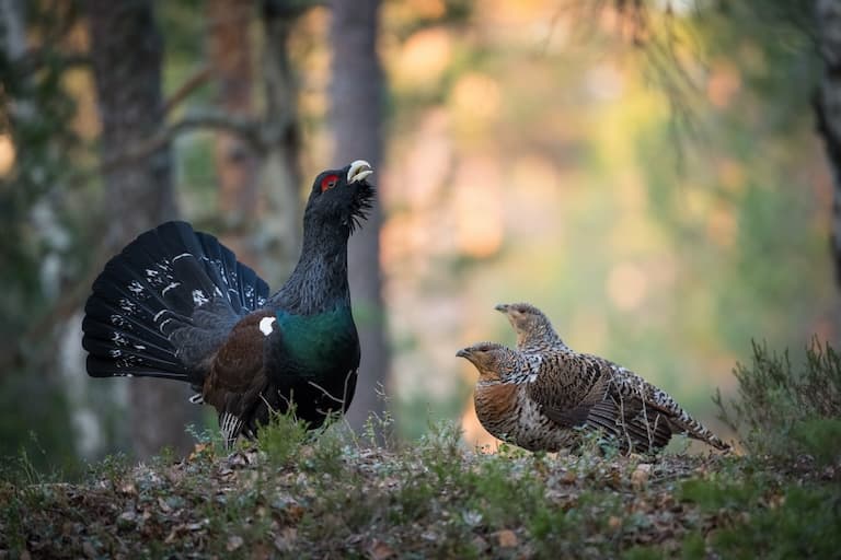 Capercaillie group in the forest