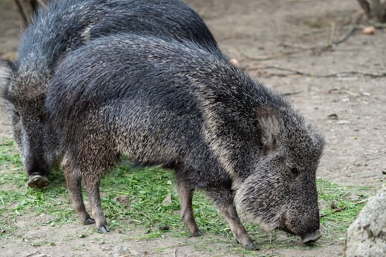 Chacoan Peccary feeding