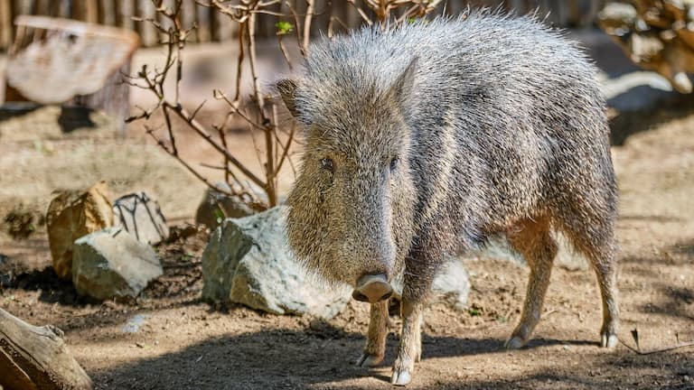 Chacoan Peccary looking around