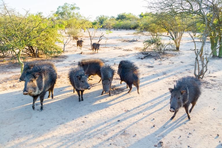 Chacoan Peccary group