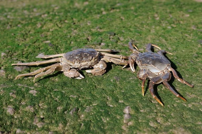 Chinese Mitten Crab on the green grass