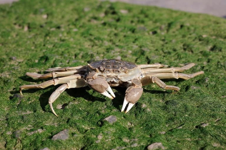 Chinese Mitten Crab profile