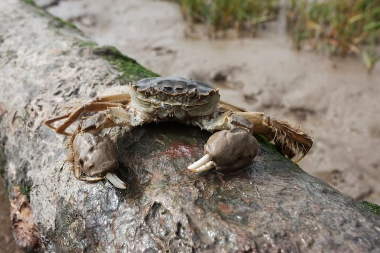 Chinese Mitten Crab on a rock