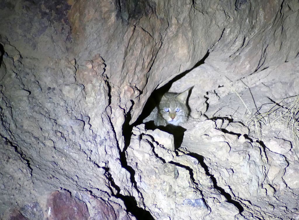 Chinese Mountain Cat in a cave