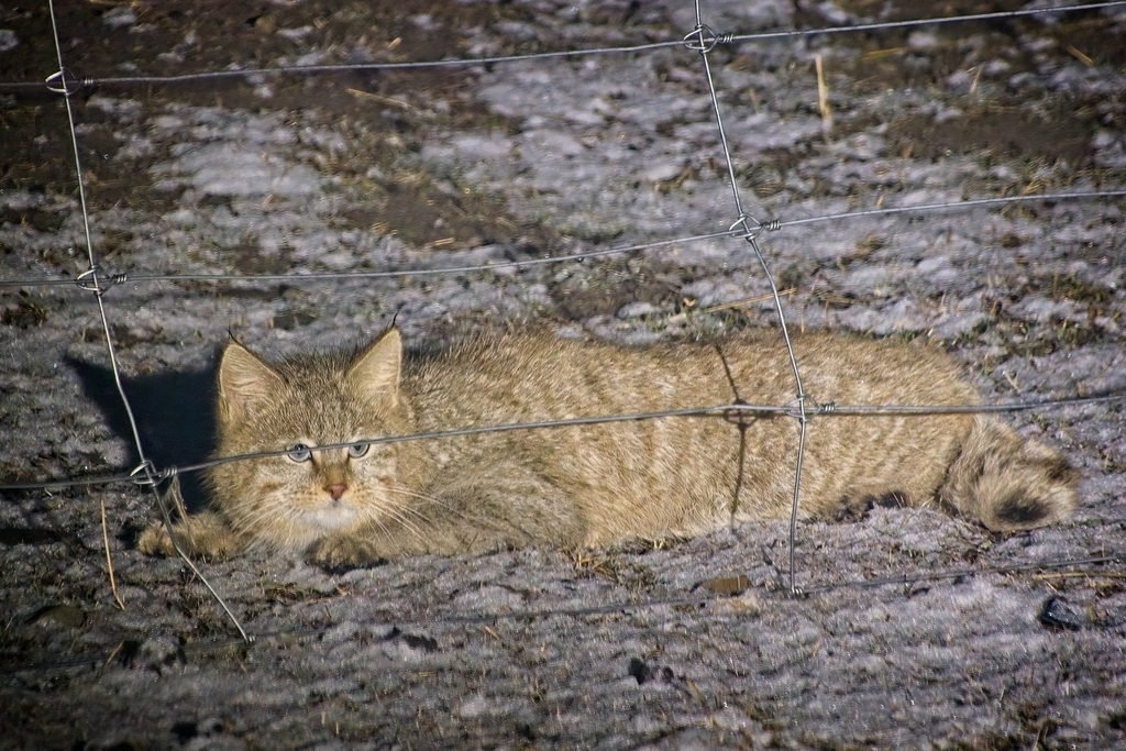 Chinese Mountain Cat behind a chain link