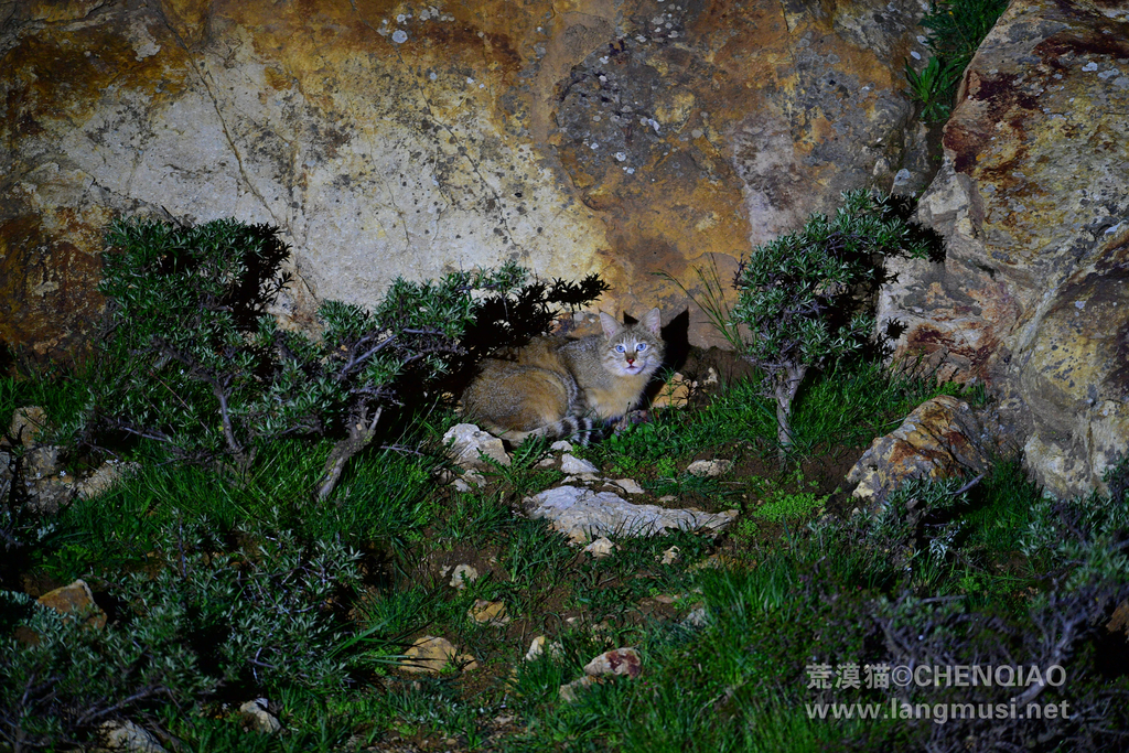 Chinese Mountain Cat resting on a maountain