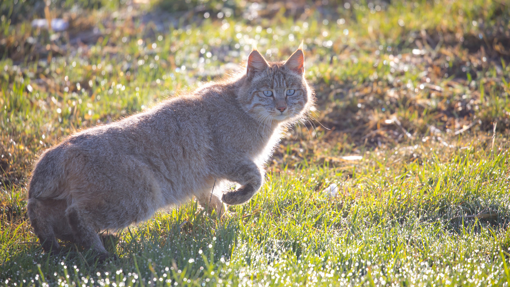 Chinese Mountain Cat profile