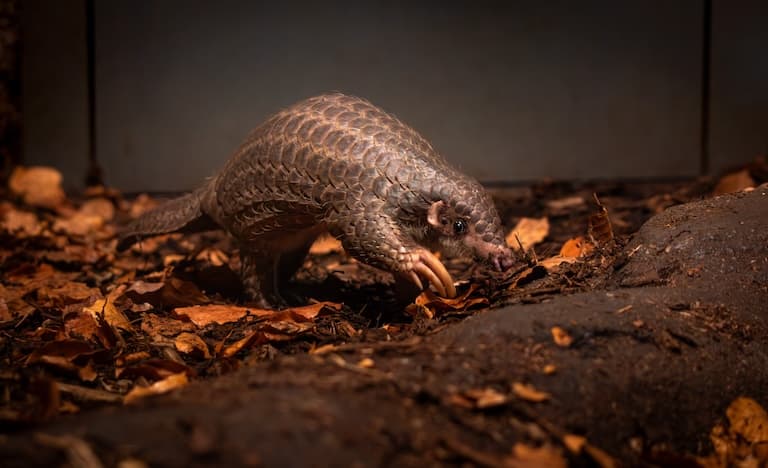 Chinese Pangolin on the forest floor