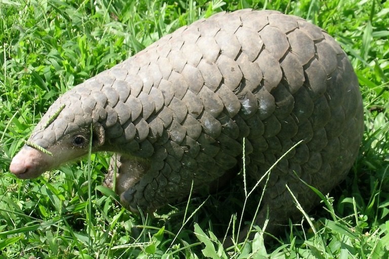 Chinese Pangolin profile